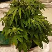 milky way F1 auto free gift - non stress