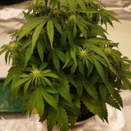 milky way F1 auto free gift - non stress