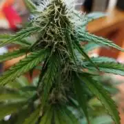 milky way F1 auto free gift - non stress