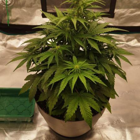 milky way F1 auto free gift - non stress