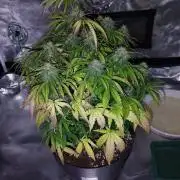 milky way F1 auto free gift - non stress