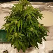 milky way F1 auto free gift - non stress