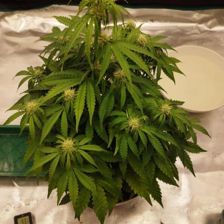milky way F1 auto free gift - non stress