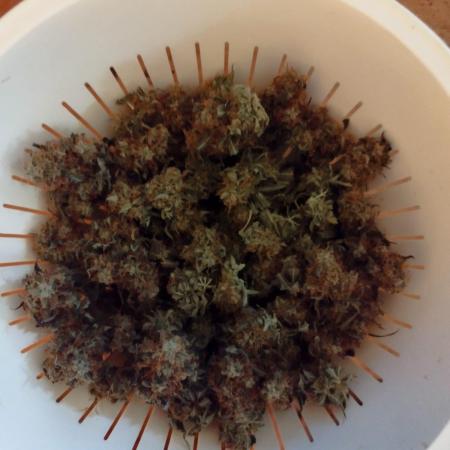 milky way F1 auto free gift - non stress