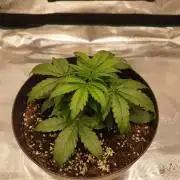milky way F1 auto free