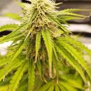 milky way F1 auto free gift - non stress
