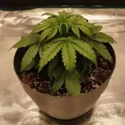 milky way F1 auto free