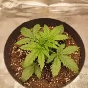 milky way F1 auto free