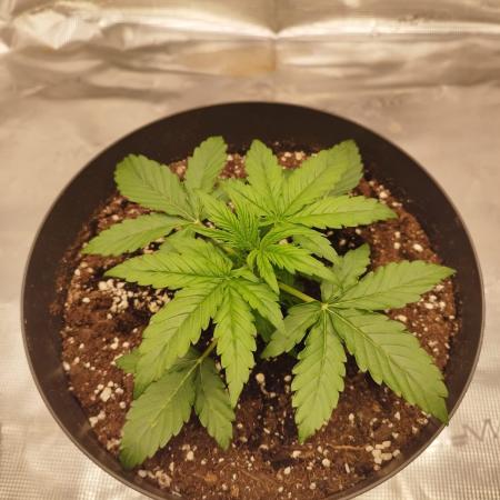milky way F1 auto free