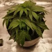 milky way F1 auto free