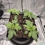 Je to jen rajče mami...