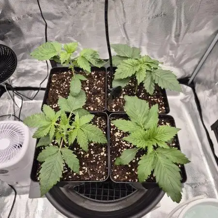 Je to jen rajče mami...