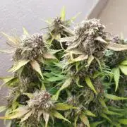Frostbanger Auto - Fast buds