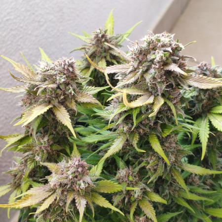 Frostbanger Auto - Fast buds