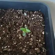 Lemon Cherry Cokkies Auto - Fast buds