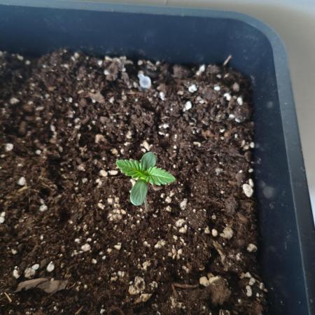 Lemon Cherry Cokkies Auto - Fast buds