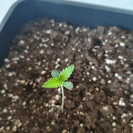 Frostbanger Auto - Fast buds