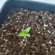 Frostbanger Auto - Fast buds