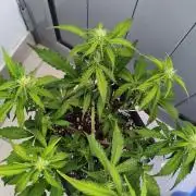 Mix Auto RF3  #FastBuds