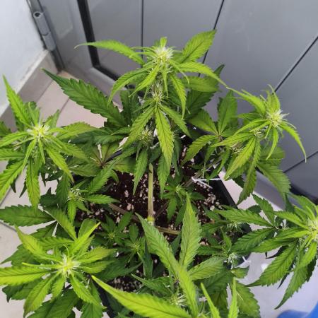 Mix Auto RF3  #FastBuds