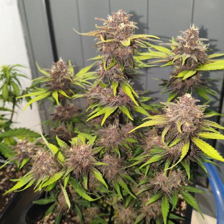 Lemon Cherry Cokkies Auto - Fast buds