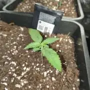 Lemon Cherry Cokkies Auto - Fast buds