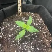 Grow№2 FastBuds Autos