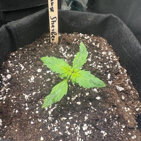 Grow№2 FastBuds Autos