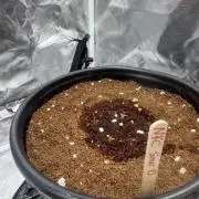 NYC Sour D Auto