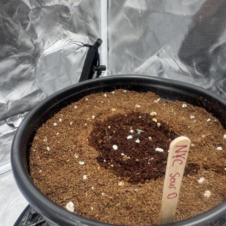 NYC Sour D Auto