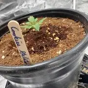 Cookies Gelato Auto