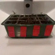 Gorilla Glue Auto Grow