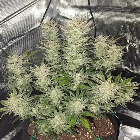 Strawberry Banana Auto (First grow)