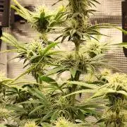 Strawberry Banana Auto (First grow)