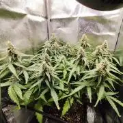 Titanic (40x40 ScrOG)