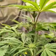 Strawberry Banana Auto (First grow)