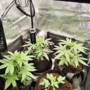 Hindu Kush Ups