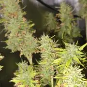 Hindu Kush Ups