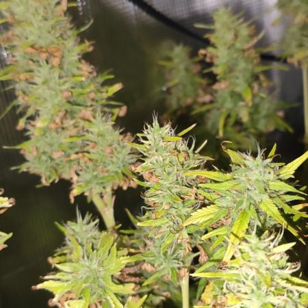 Hindu Kush Ups