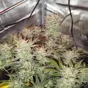 Strawberry Banana Auto (First grow)