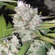 Las Morras (bio organic)