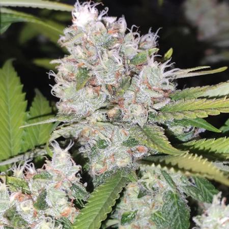 Las Morras (bio organic)