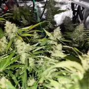 Las Morras (bio organic)