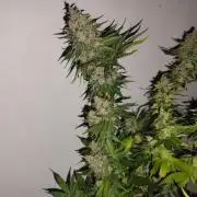 Las Morras (bio organic)