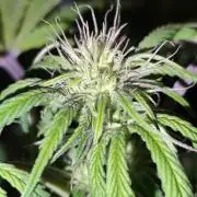 Strawberry Banana Auto (First grow)