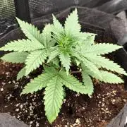 Hindu Kush Ups
