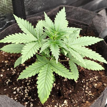 Hindu Kush Ups