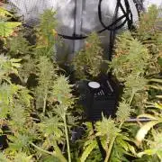 Hindu Kush Ups