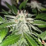 Hindu Kush Ups