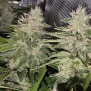 Las Morras (bio organic)